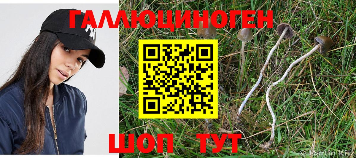 Каспийск  Псилоцибиновые грибы Psilocybine cubensis  Вход с VPN 